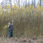 В Україні планують компенсувати витрати на вирощування енергетичних рослин